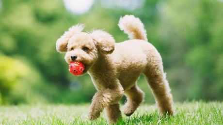 Magnetisk bold til hundetræning